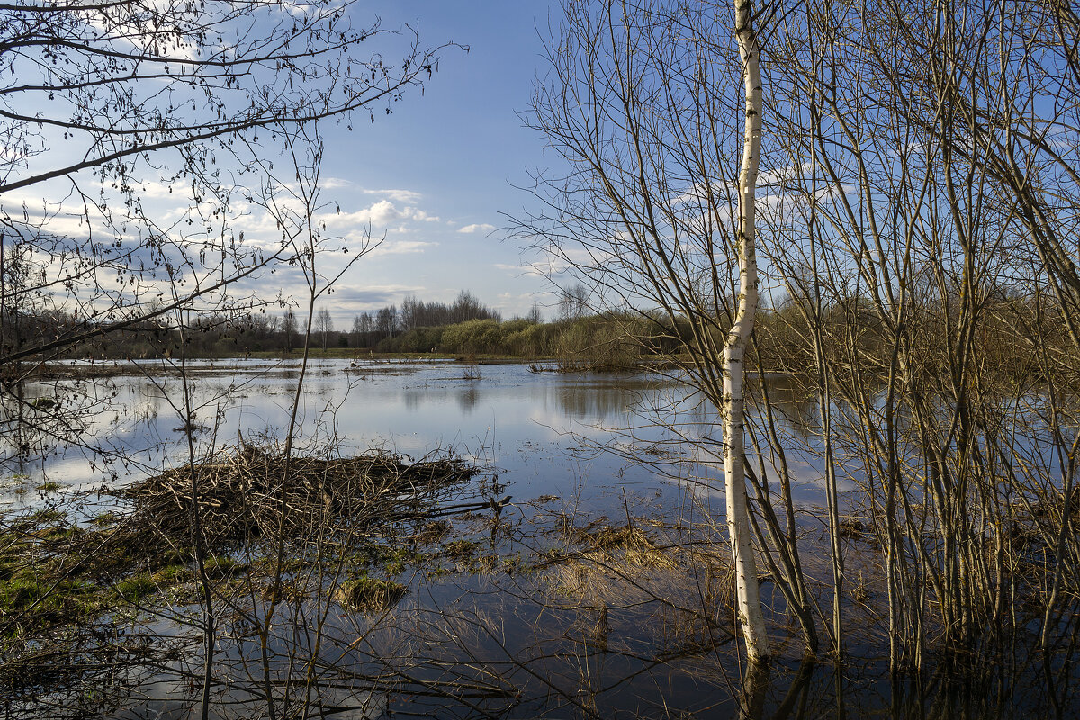 Разлившаяся Клязьма затопила пойму - Сергей Цветков
