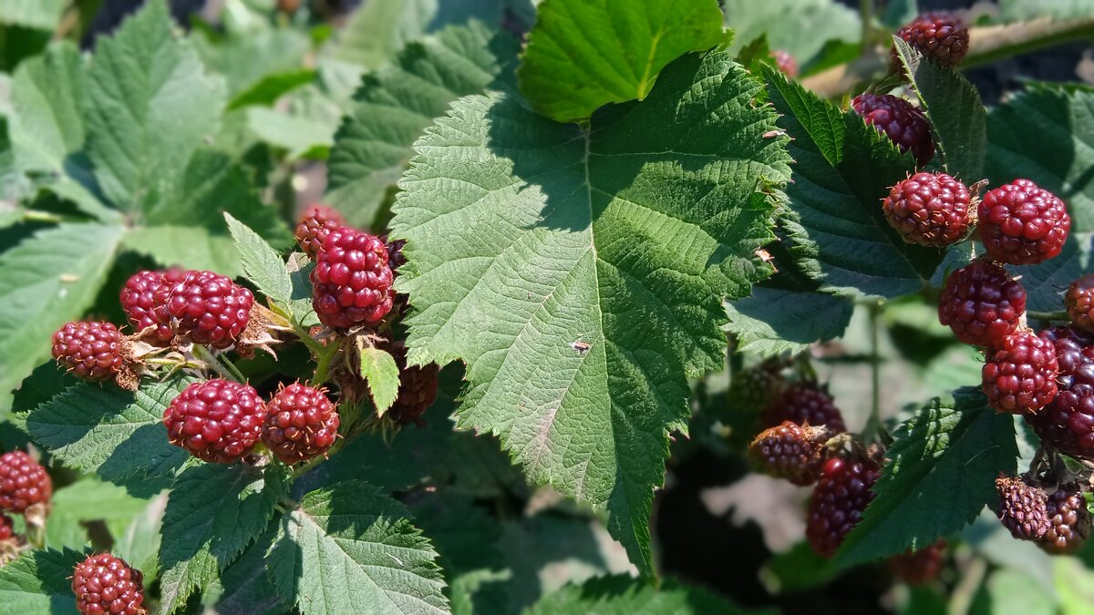 зреет ежевика - Елена Шаламова