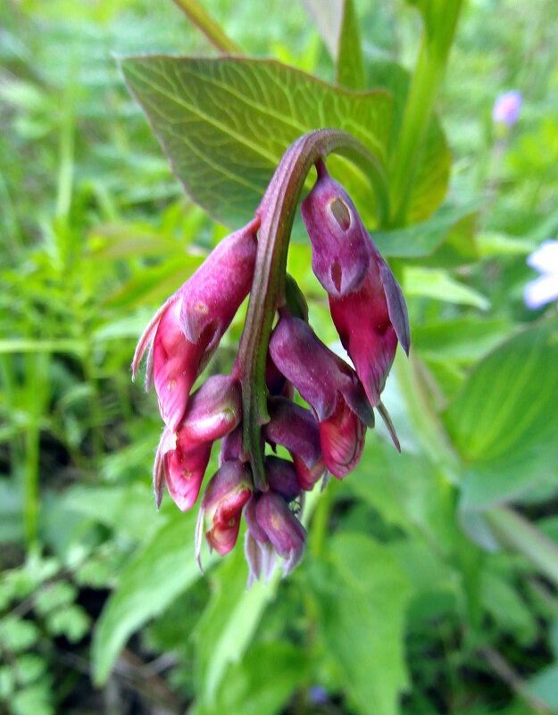 Бутоны. - nadyasilyuk Вознюк