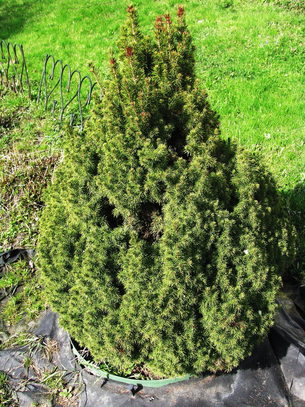 Декоративная ёлочка - Людмила Смородинская