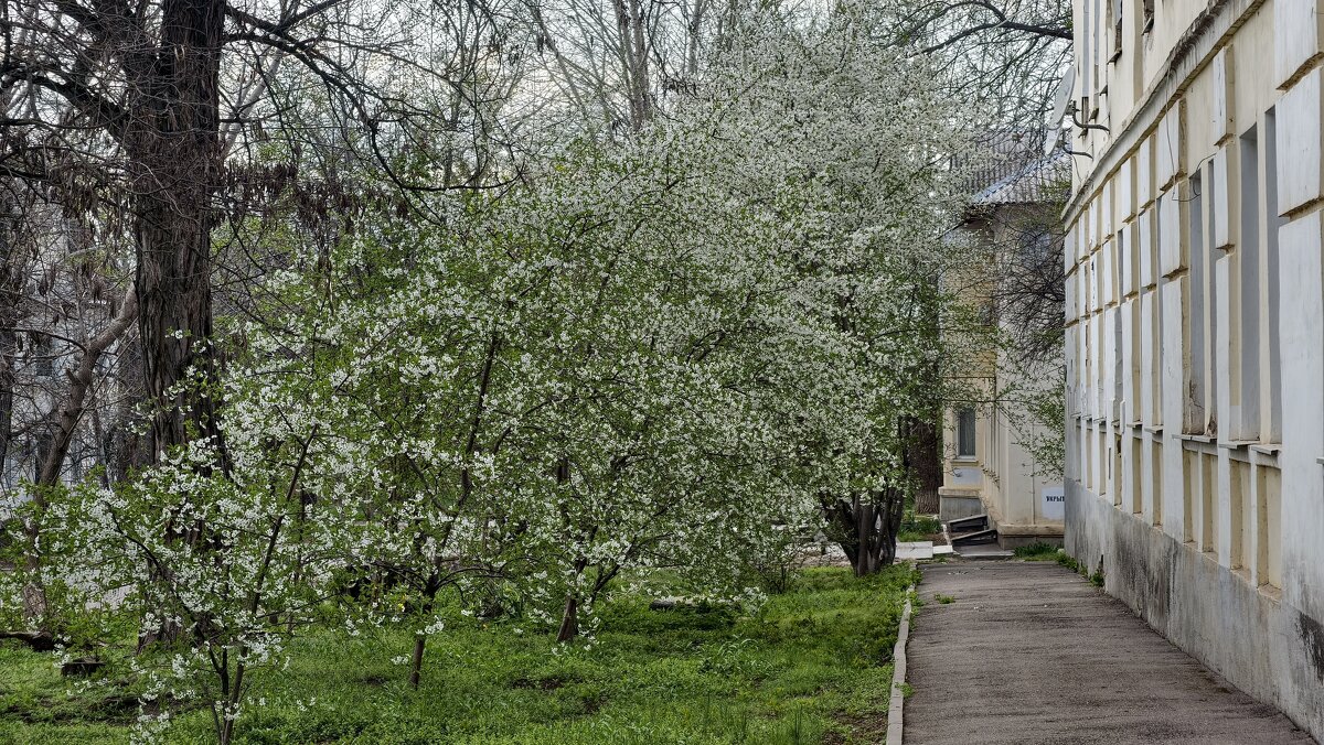 Краски весны - Мариша Тим