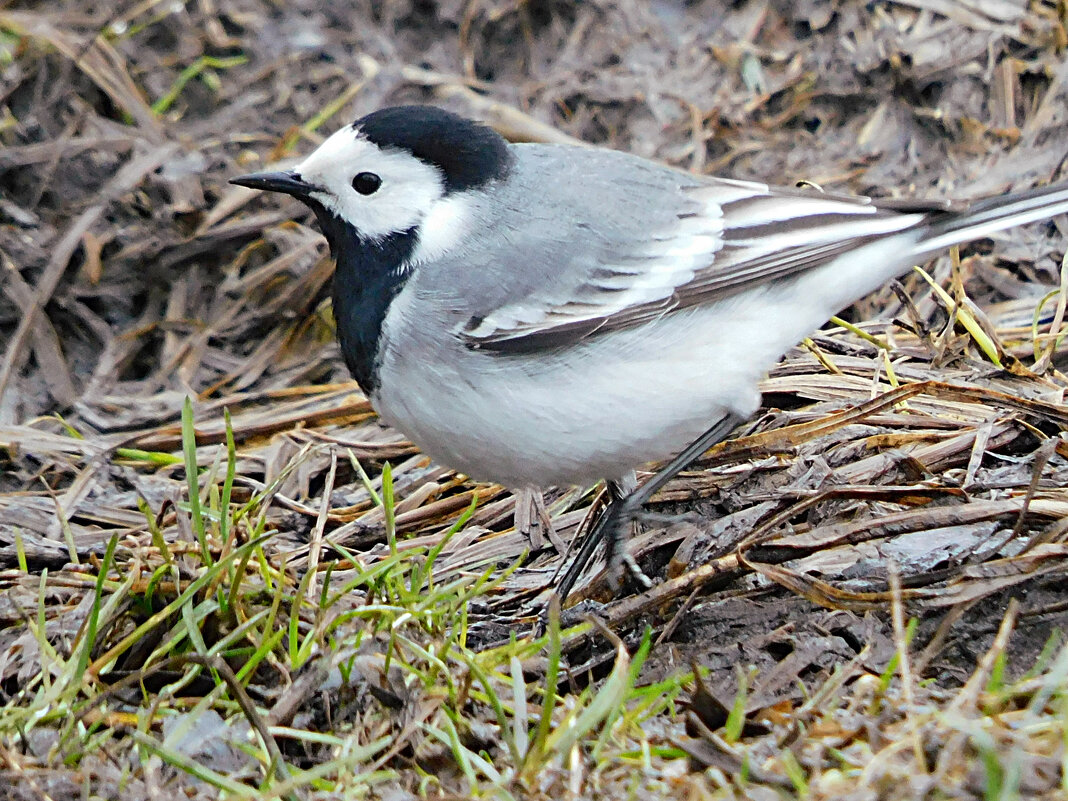 Трясогузка - Лина 