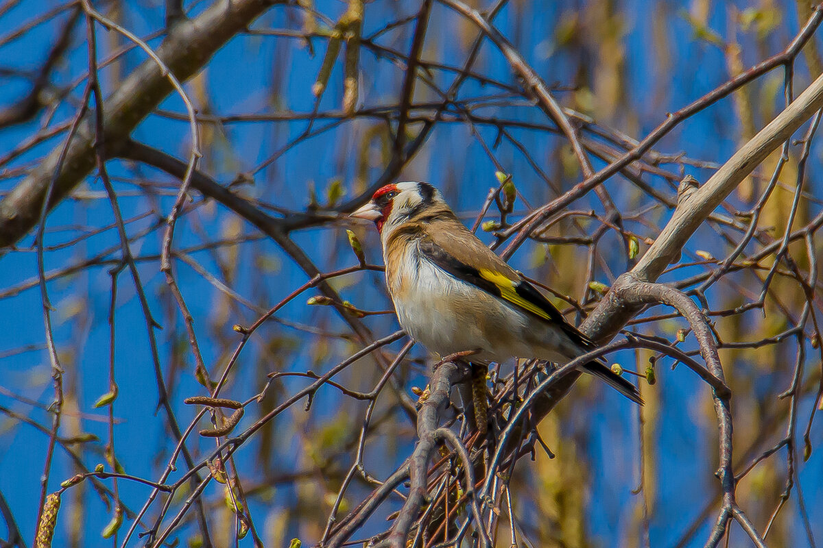 Щегол. - Sergey (Apg)