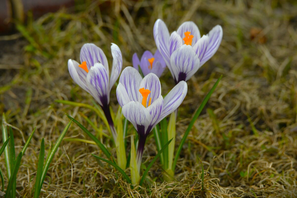 Крокусы - Константин Анисимов