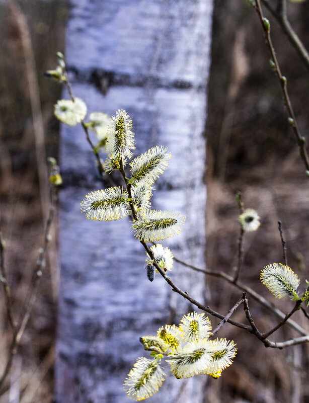 Росток. - Николай 
