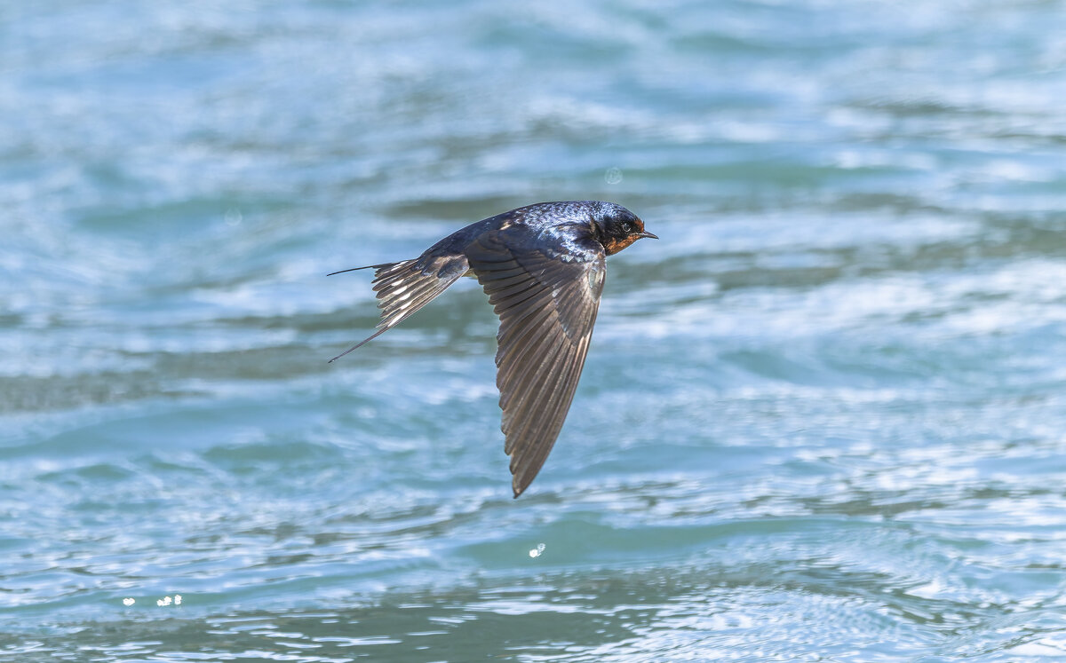 ласточка деревенская. - юрий макаров