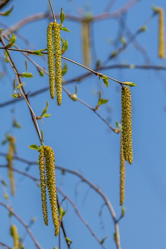 Весенние зарисовки ... - Ravile 