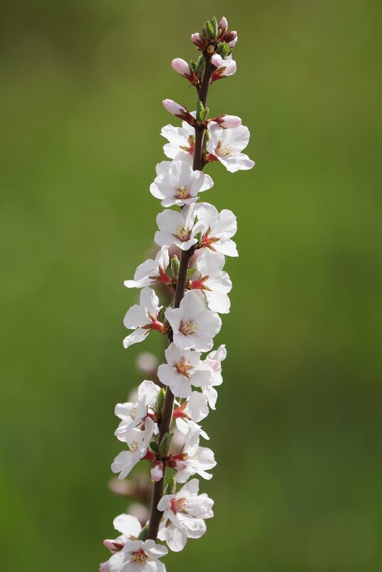 Цветущая Москва:  Парк Зарядье. - александр 