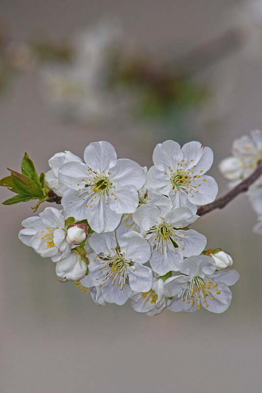 Вишня - Giant Tao /