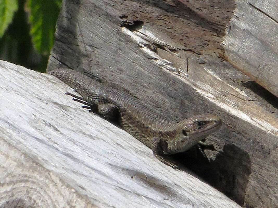 Динозавр - начало - Лариса С.