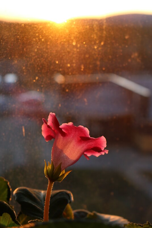 На весеннем солнце - Ольга 