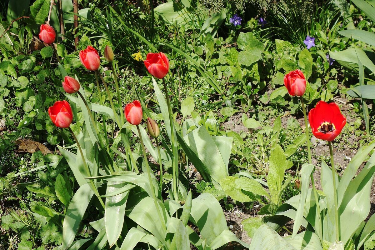 Первые тюльпаны - Рита Симонова