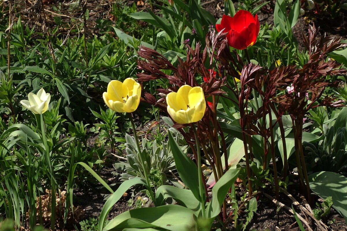 Первые тюльпаны - Рита Симонова