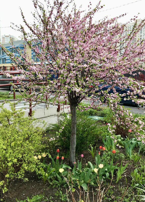 Сакура? - Pippa 