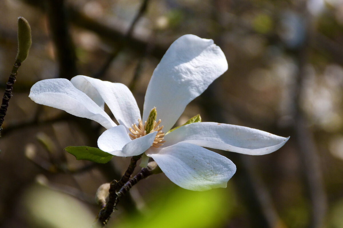 Белая магнолия - Валентин Семчишин