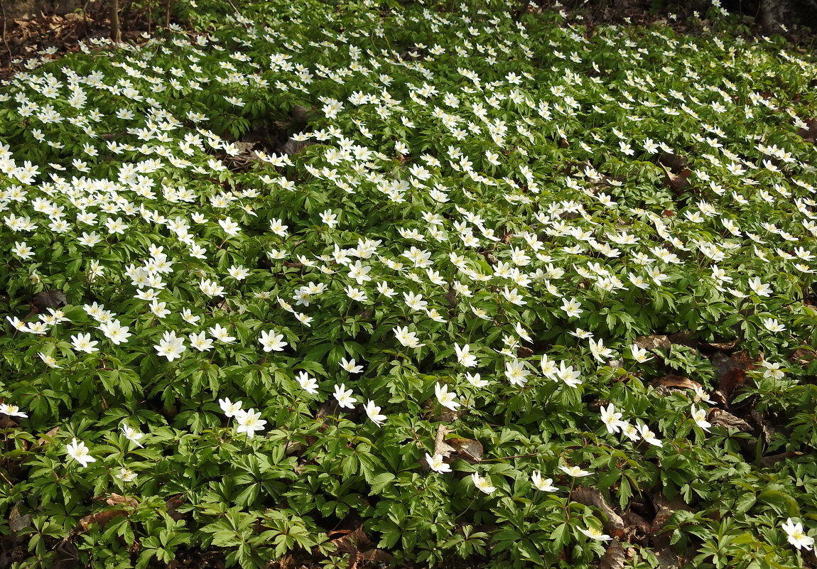 весенние зарисовки - ИННА ПОРОХОВА