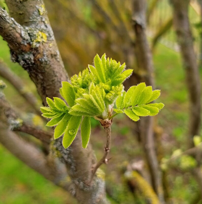 Весна - Галина Бобкина