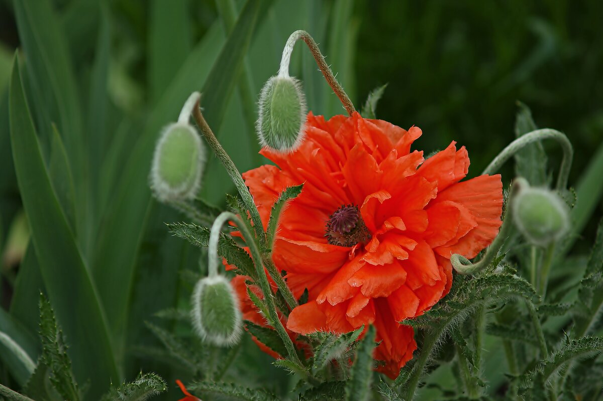 Маки - Олег Кабанец