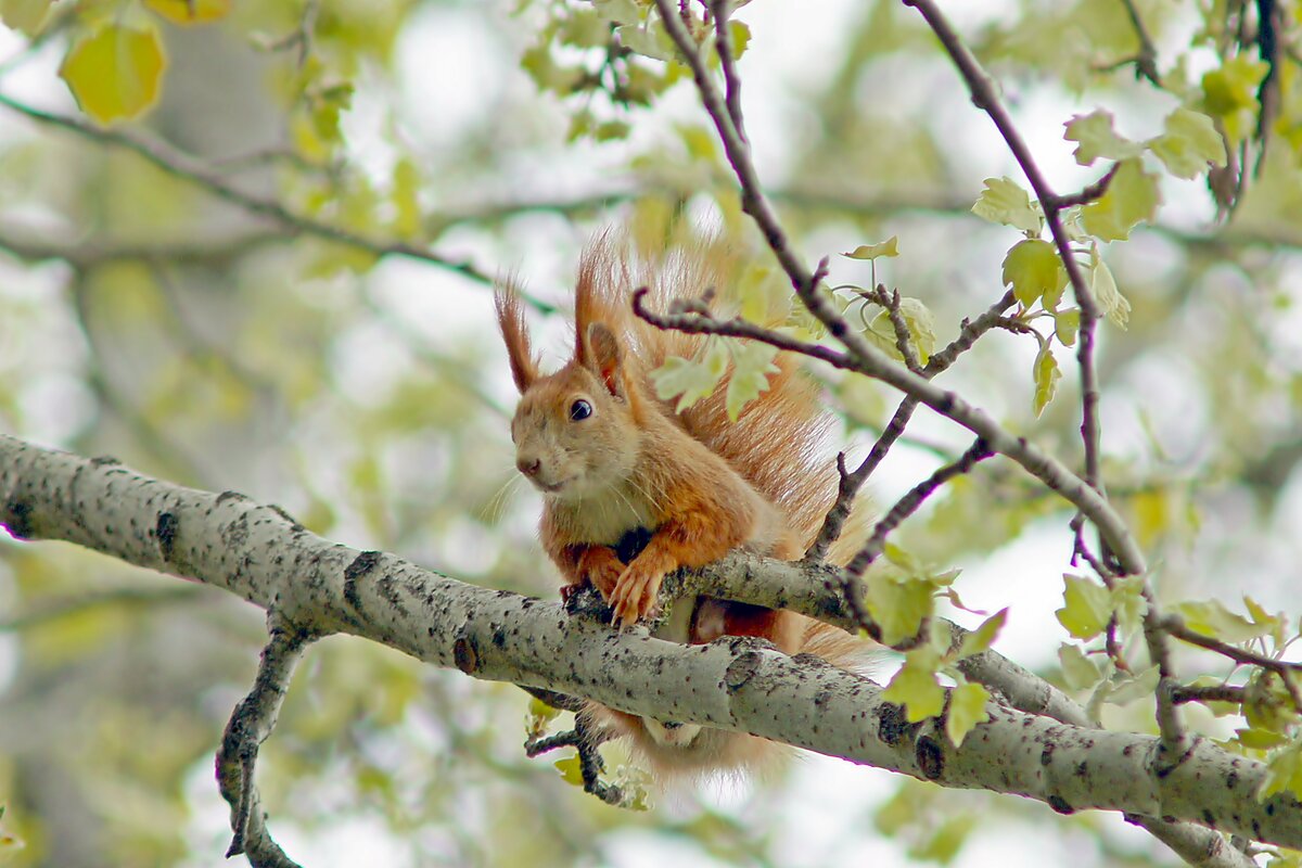 Белка - Олег Кабанец