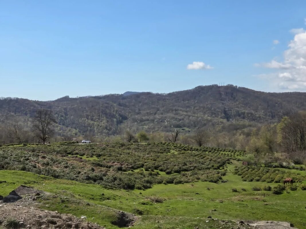 Чайные плантации - Tata Wolf