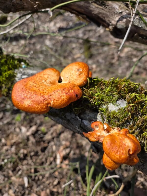 Пикнопорус киноварно-красный - Tata Wolf