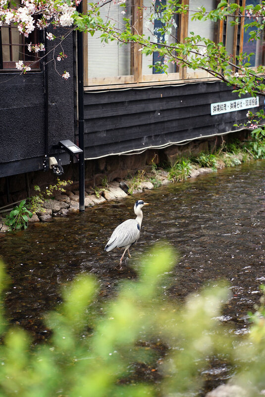 Местный Цапель... - Liliya 