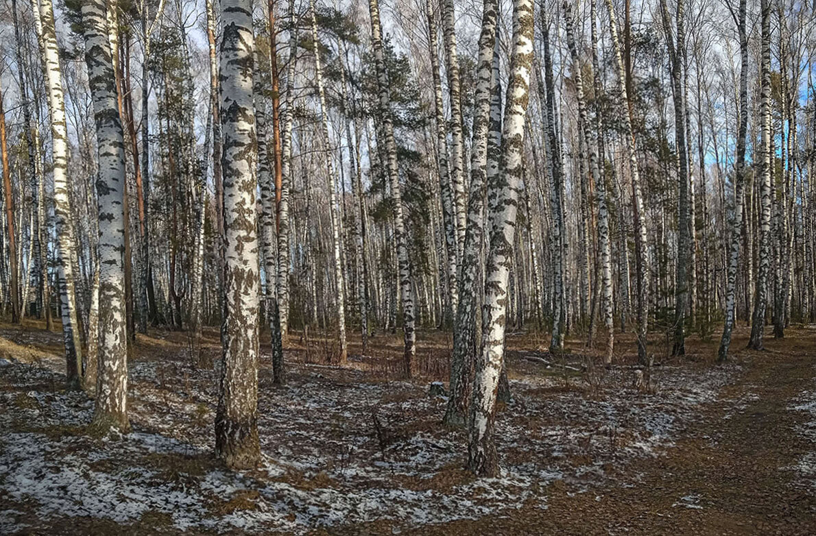 старые березы - РозаВетроф 