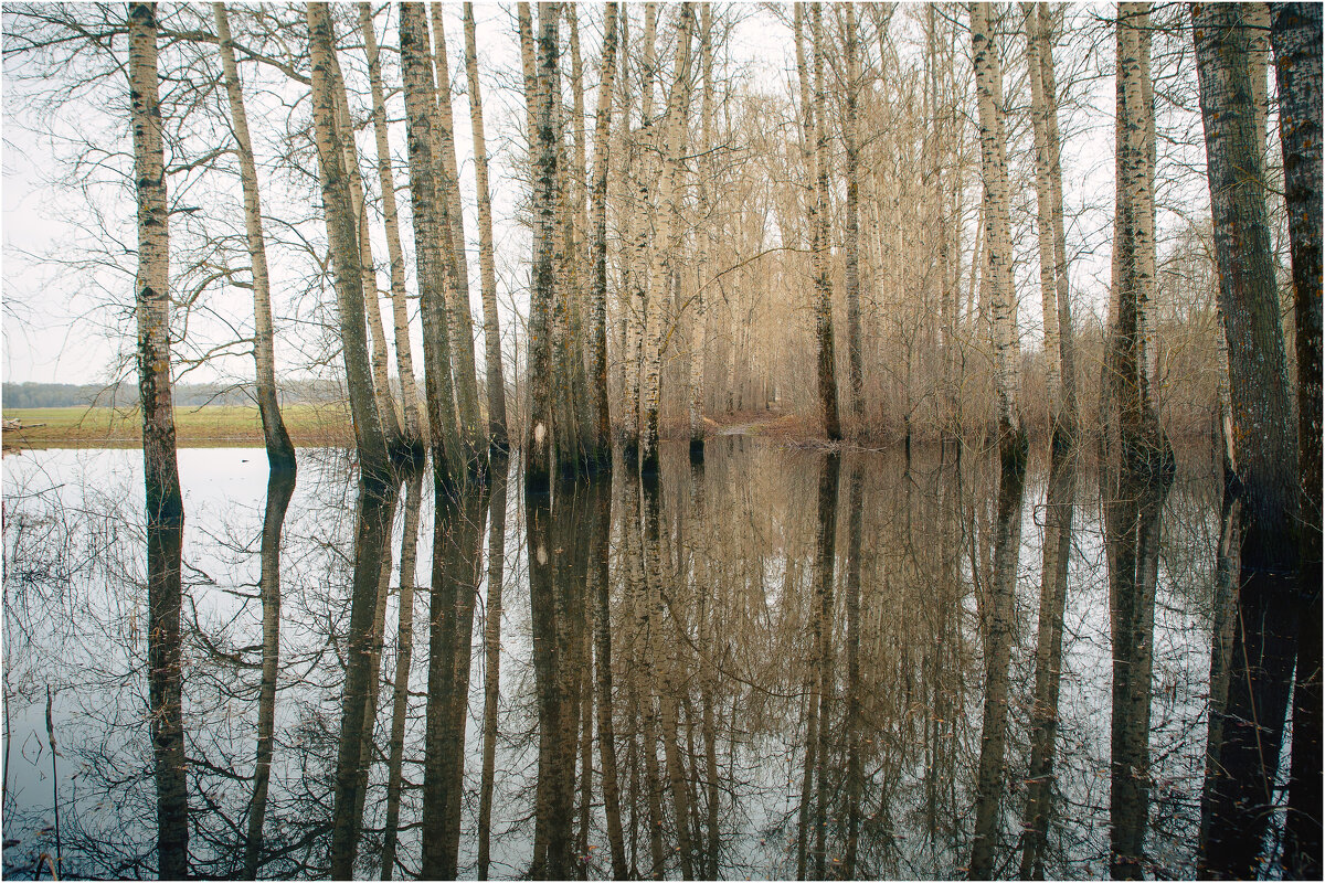 Разлив на заповедном лугу. Покрова на Нерли - Вячеслав Владимирович