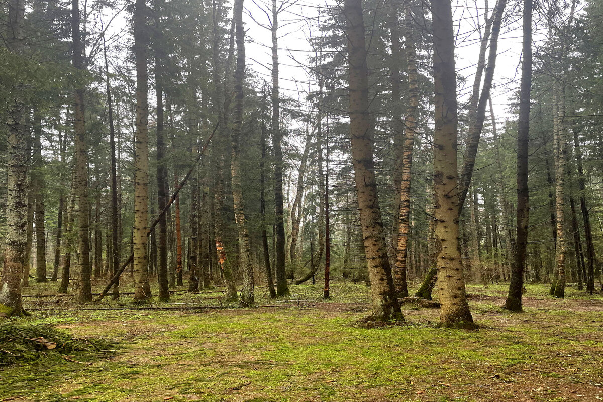 В лесу - Андрей Л. В.