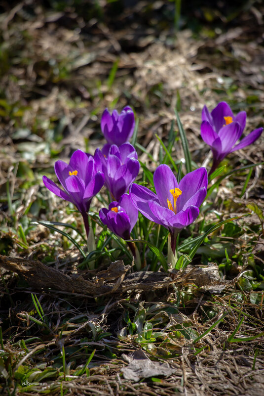 Первые цветочки - Нина Кутина