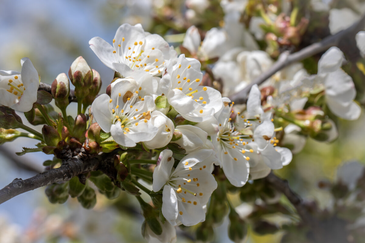Заневестилась Черевишня... - Валерий Басыров