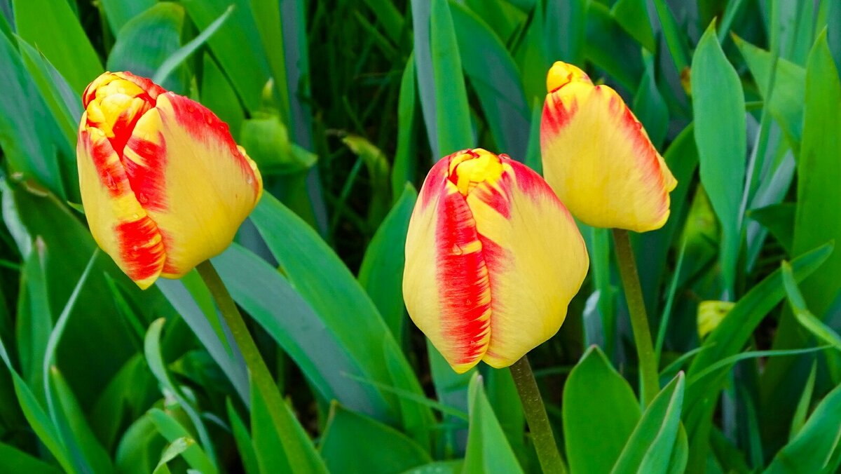 Городские цветы - Милешкин Владимир Алексеевич 
