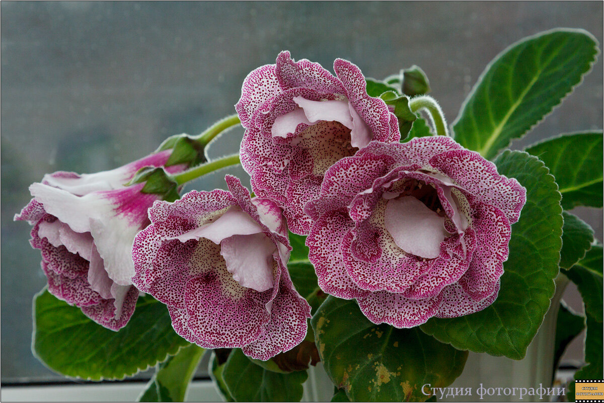 Зацвела глоксиния на моём окне - Студия фотографии