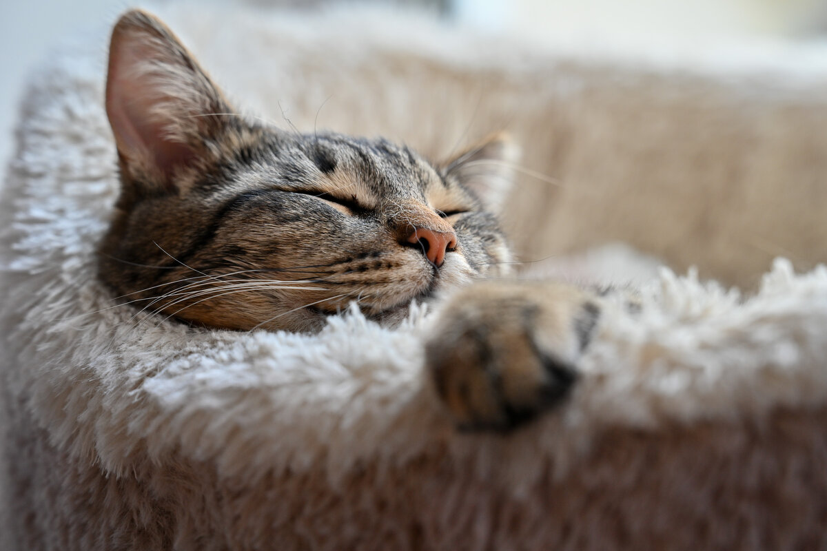 Гошанчик - Вадим 