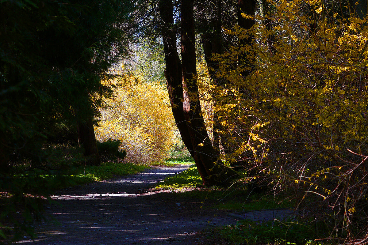 Пейзаж - Дмитрий Swan