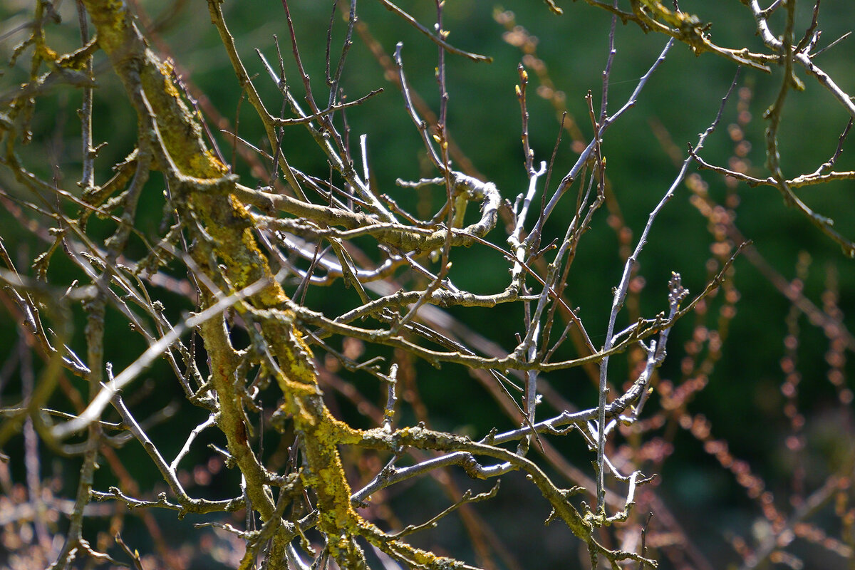 Ветки - Дмитрий Swan