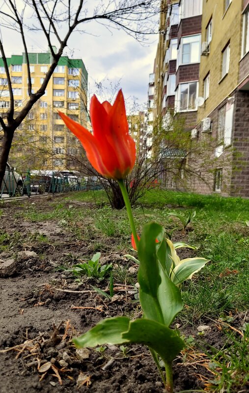 Городские цветы.... - Александр Кондаков