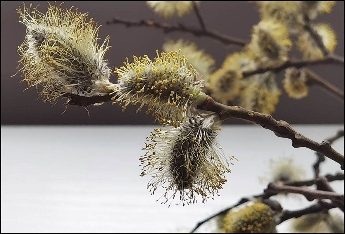 Весеннее настроение. - Лилия *