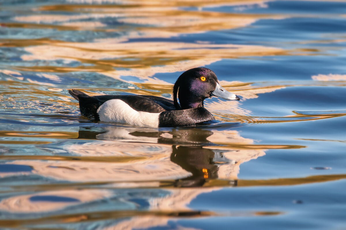 Хохлатая чернеть - Владимир Колесников