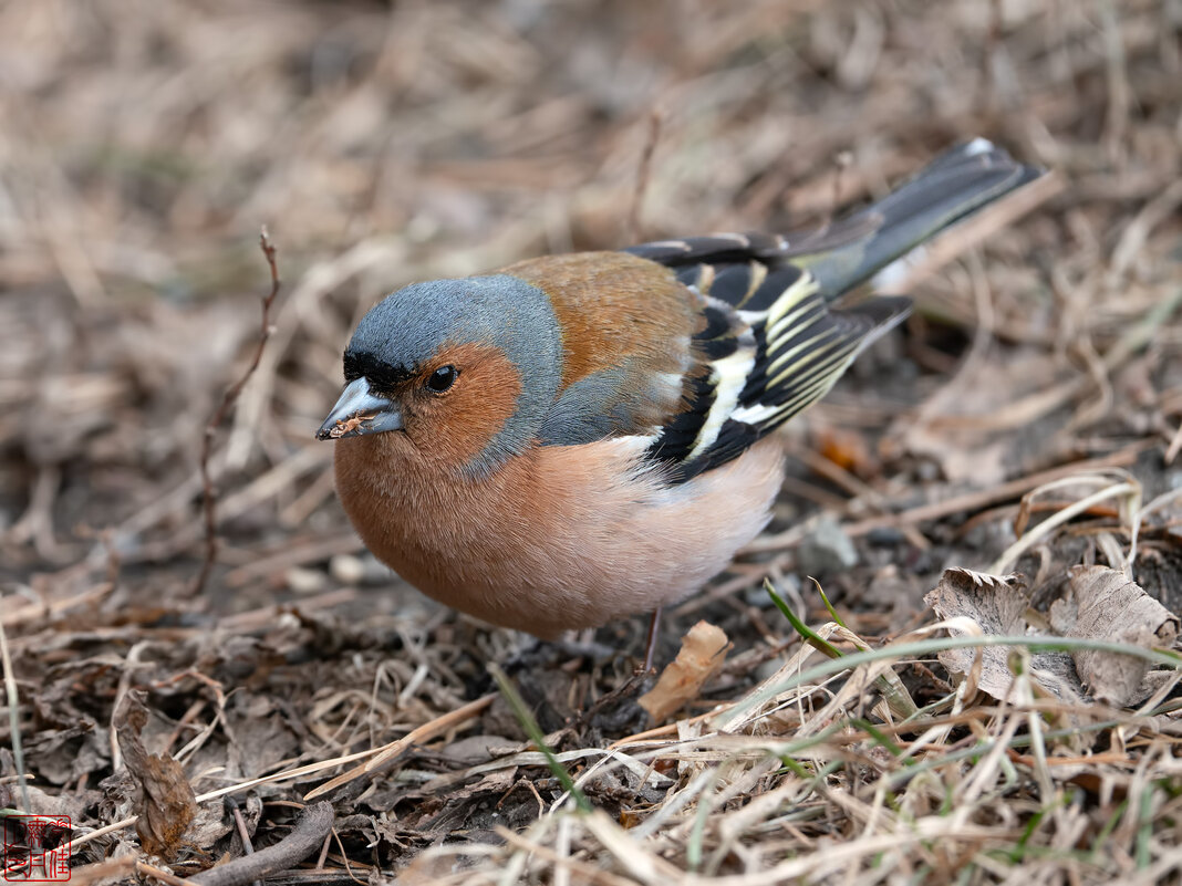 Зяблик - Станислав С.