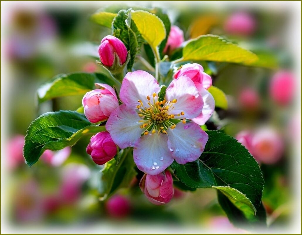 Яблони цвет ... - Валентина Надсон