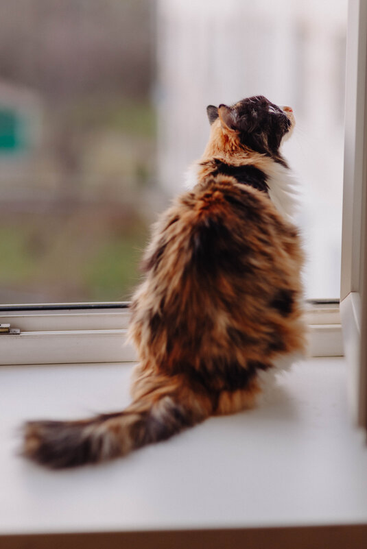 Алиса. Кошка фотографа) - Вячеслав Владимирович