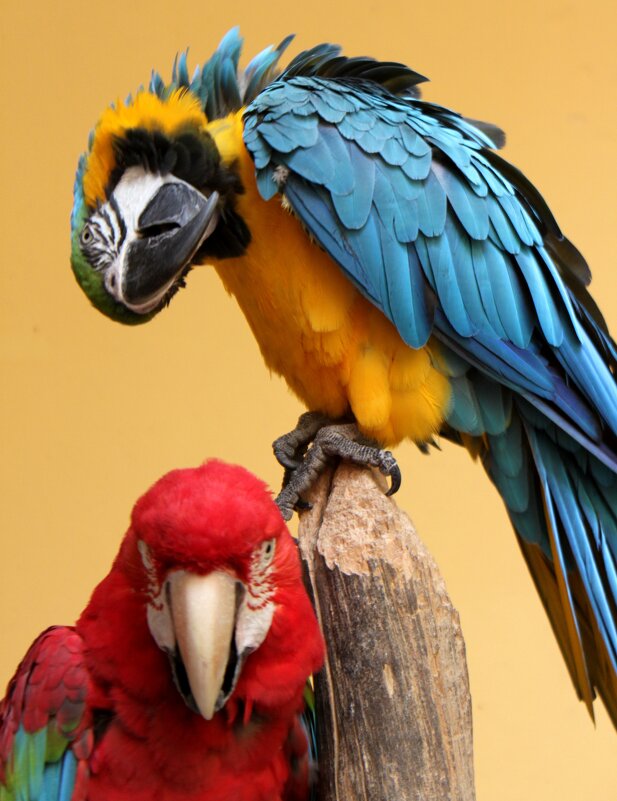 Попугаи - Savayr 