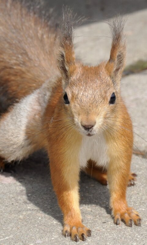 Белка в гости пришла - Александр Конов