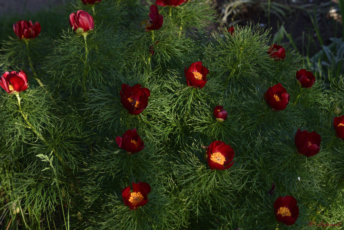Воронец - Юрий Воронов