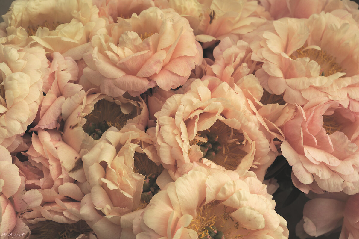 Пионы - Юрий Воронов