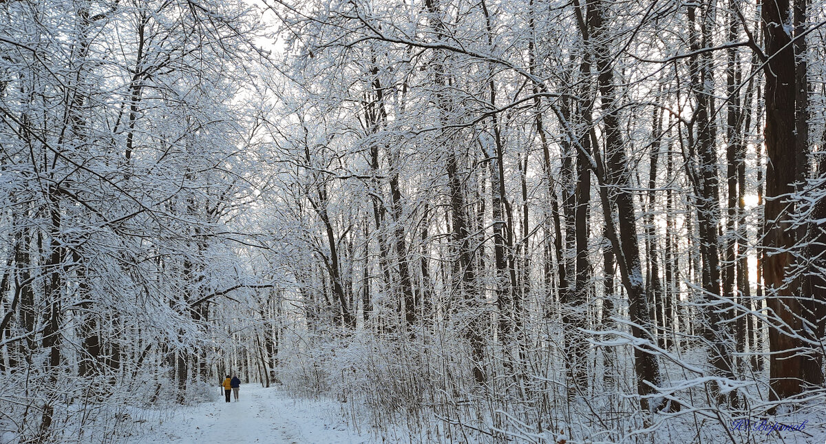 Зимняя дубрава - Юрий Воронов