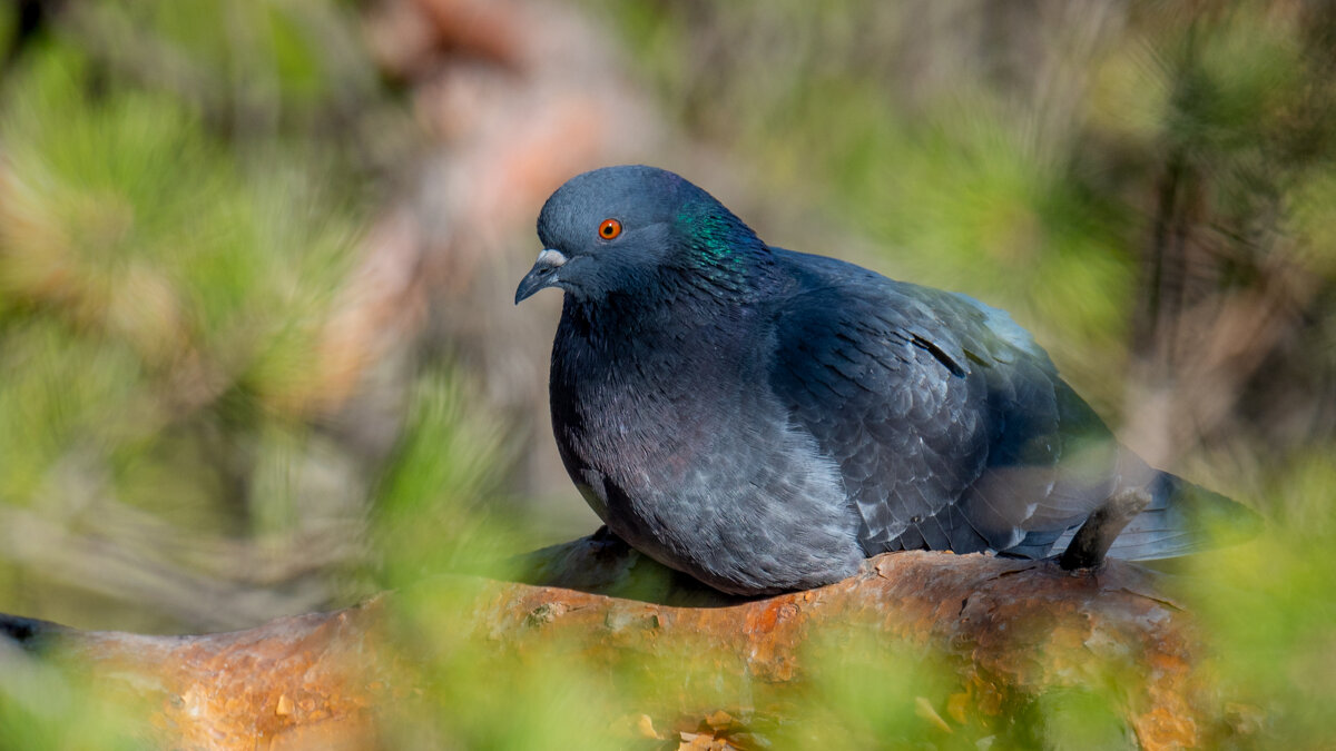 Птицы в городе - Владимир Лазарев