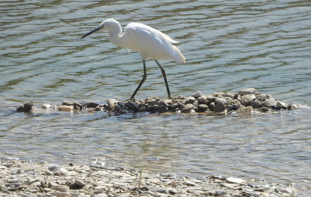 Белая цапля... - Александр Герасенков