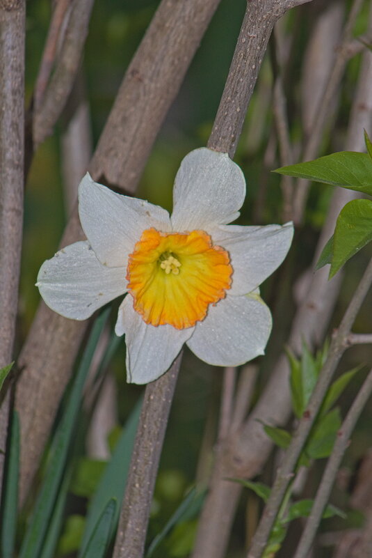 Нарцисс - Giant Tao /